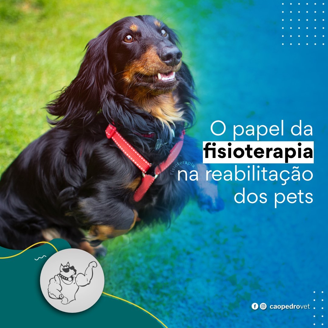 Imagem da galeria CãoPedro